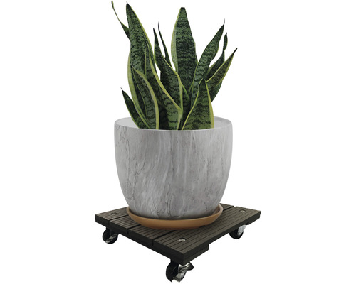 Zimmerpflanze in einem Topf auf einem Pflanzenroller
