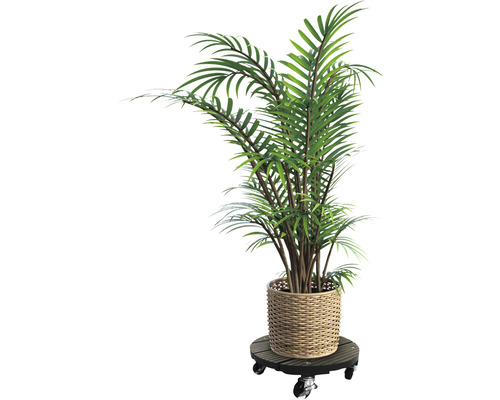 Plante d''intérieur dans un panier sur un plateau à roulettes