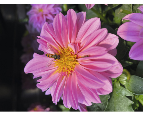 Dahlia différentes variétés Ø pot 12/13 cm