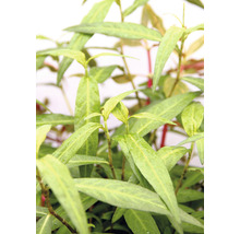Wasserknöterich - Persicaria sp. 'Sao Paulo' pink