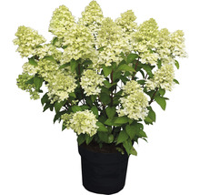 Hortensia paniculé FloraSelf Hydrangea paniculata 'Magical Candle'® h 50-60 cm Co 5 l-thumb-0