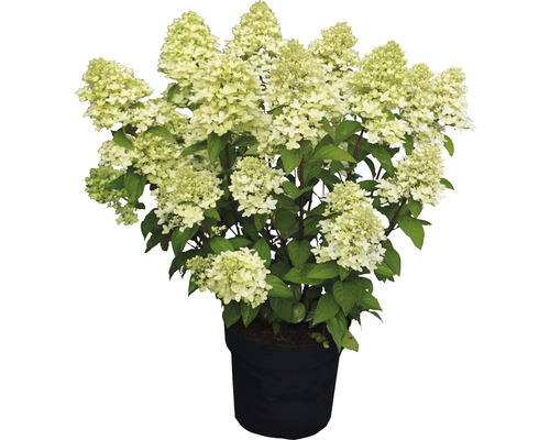 Hortensia paniculé FloraSelf Hydrangea paniculata 'Magical Candle'® h 50-60 cm Co 5 l