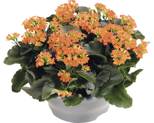 Flammendes Käthchen FloraSelf Kalanchoe blosfeldiana H 15-20 cm Ø 23 cm Kunststoffplanzschale orange