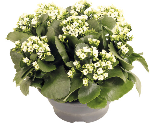 Kalanchoé de Blossfeld FloraSelf Kalanchoe blosfeldiana h 15-20 cm coupe en plastique Ø 23 cm blanc