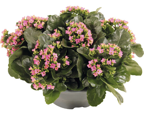 Kalanchoé de Blossfeld FloraSelf Kalanchoe blosfeldiana h 15-20 cm coupe en plastique Ø 23 cm rose