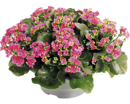 Kalanchoé de Blossfeld FloraSelf Kalanchoe blosfeldiana h 15-20 cm coupe en plastique Ø 23 cm violet