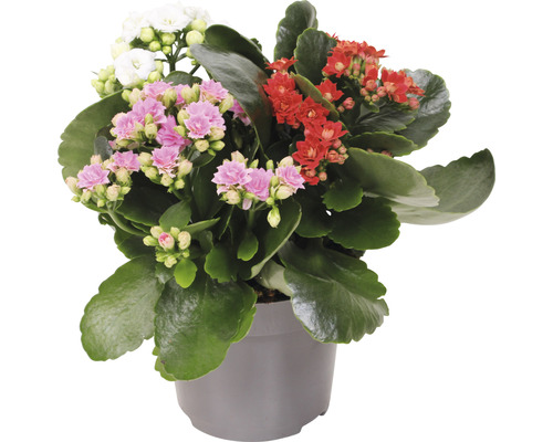 Kalanchoé de Blossfeld tricolore FloraSelf Kalanchoe blossfeldiana pot Ø 12 cm