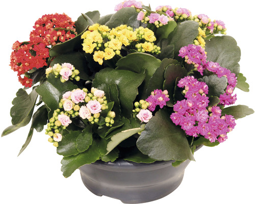 Kalanchoé de Blossfeld FloraSelf Kalanchoe blosfeldiana h 15-20 cm coupe en plastique Ø 23 cm cinq couleurs