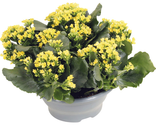 Kalanchoé de Blossfeld FloraSelf Kalanchoe blosfeldiana h 15-20 cm coupe en plastique Ø 23 cm jaune