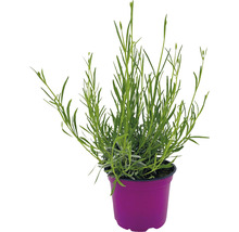 BIO Kräuter Set FloraSelf Bio Kräuter Tee 6 Stk. Ø 12 cm Topf