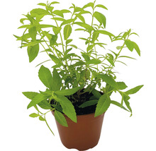 BIO Kräuter Set FloraSelf Bio Kräuter Tee 6 Stk. Ø 12 cm Topf
