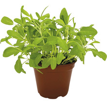 BIO Kräuter Set FloraSelf Bio Kräuter Tee 6 Stk. Ø 12 cm Topf