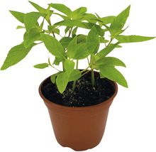 BIO Kräuter Set FloraSelf Bio Kräuter Tee 6 Stk. Ø 12 cm Topf