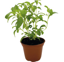 BIO Kräuter Set FloraSelf Bio Kräuter Tee 6 Stk. Ø 12 cm Topf