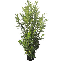 Laurier-cerise Elly Prunus laurocerasus 'Elly'® h 125-150 cm Co 15 l-thumb-0
