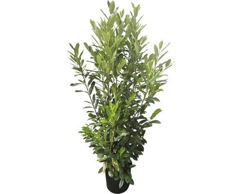 Laurier-cerise Elly Prunus laurocerasus 'Elly'® h 125-150 cm Co 15 l