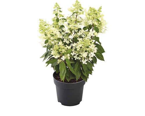 Hortensia paniculé «Pandria» Hydrangea paniculata «Pandria» h 40-60 cm Co 5 l