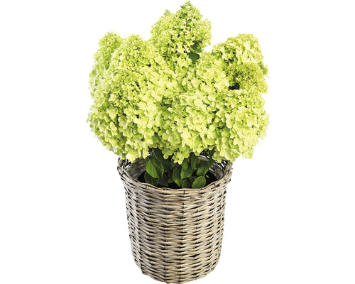 Hortensia paniculata dans un panier