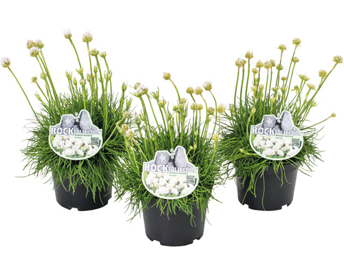 Armérie maritime ROCKCollection FloraSelf Armeria maritima h 5-15 cm p 13 cm rose, blanc