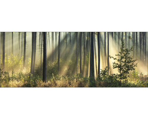 Forêt claire avec arbres et végétation