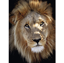 Glasbild Lion Portrait 60x80 cm