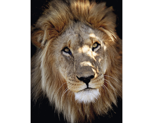 Tableau en verre Lion Portrait 60x80 cm