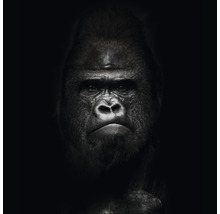 Glasbild Gorilla II 30x30 cm