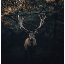 Hirsch mit Geweih im Wald