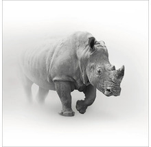 Glasbild Grey Rhino 20x20 cm