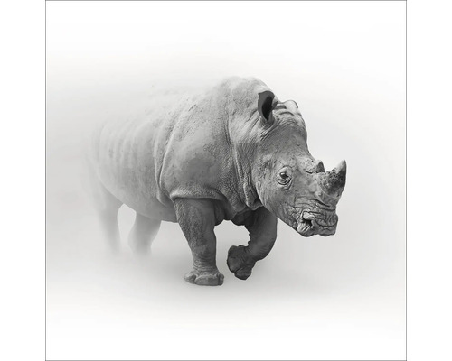 Tableau en verre Grey Rhino 20x20 cm
