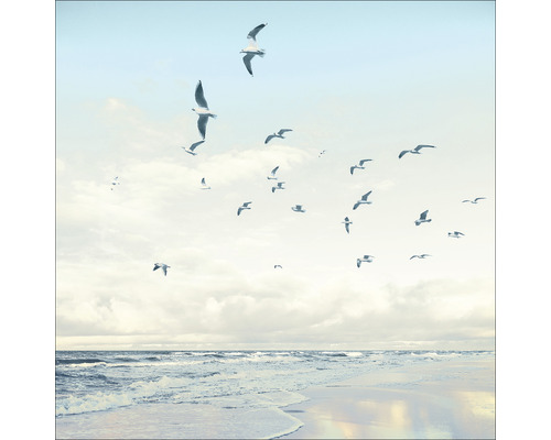 Photo de mouettes sur la plage