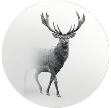 Glasbild rund Grey Deer V Ø 20 cm