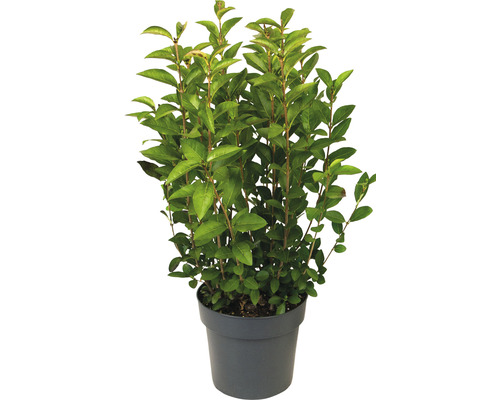 Ovalblättriger Liguster FloraSelf Ligustrum ovalifolium H 60-70 cm Co 3 L