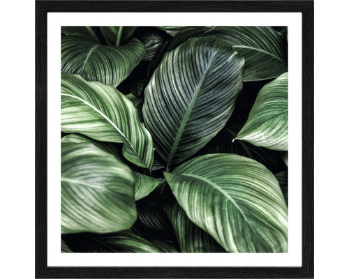 Gerahmtes Bild Jungle Leaves II 28x28 cm Gerahmtes Bild mit Blättern
