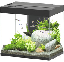Aquarium mit Fischen, Steinen und Pflanzen