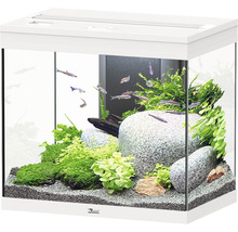 Eingerichtetes Aquarium mit Fischen und Pflanzen