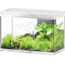 Aquarium aménagé avec poissons, plantes et décoration