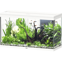Aquarium avec poissons, plantes et décoration