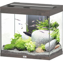 Aquarium mit Fischen, Pflanzen und Steinen als Dekoration.