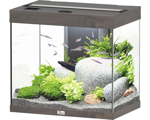 Aquarium aquatlantis Splendid 110 avec éclairage, filtre chêne sauvage foncé Aquarium avec poissons, plantes et pierres comme décoration.