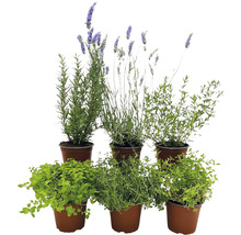 Sechs Kräutertöpfe mit verschiedenen Kräutern wie Rosmarin, Lavendel, Oregano und Thymian
