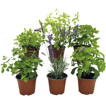 BIO Kräuter Set FloraSelf Bio Kräuter Tee 6 Stk. Ø 12 cm Topf