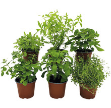 BIO Kräuter Set FloraSelf Bio Kräuter Tee 6 Stk. Ø 12 cm Topf