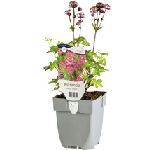 Grande astrance ''Claret'' en pot