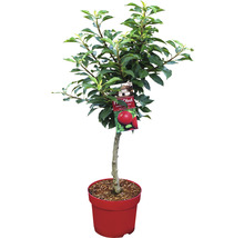 Pommier nain FloraSelf Malus domestica 'Pumila' arbuste h env. 80 cm Co 7,5 l autofécondant
