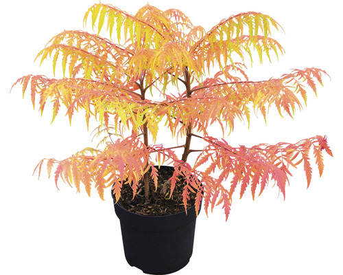 Arbuste d''ornement en pot