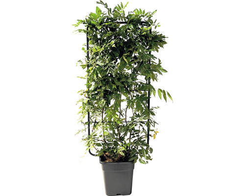 Blauregen Glyzine FloraSelf Wisteria sinensis Spalier 110x50 cm Co 18 L