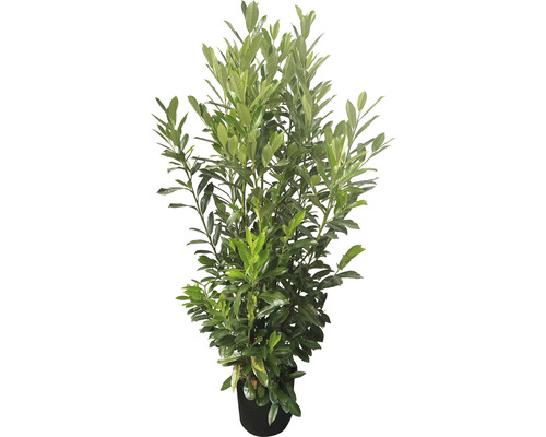 6 x Kirschlorbeer Elly FloraSelf Prunus laurocerasus 'Elly'® H 100-125 cm ClickCo für ca. 2,5 m Hecke