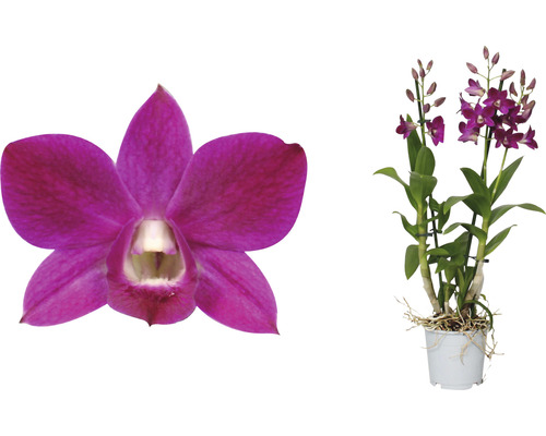 Dendrobium Nobile pot, plante d''intérieur