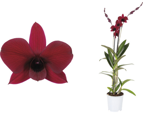 Dendrobium Nobile, plante d''intérieur avec fleur et gros plan d''une seule fleur